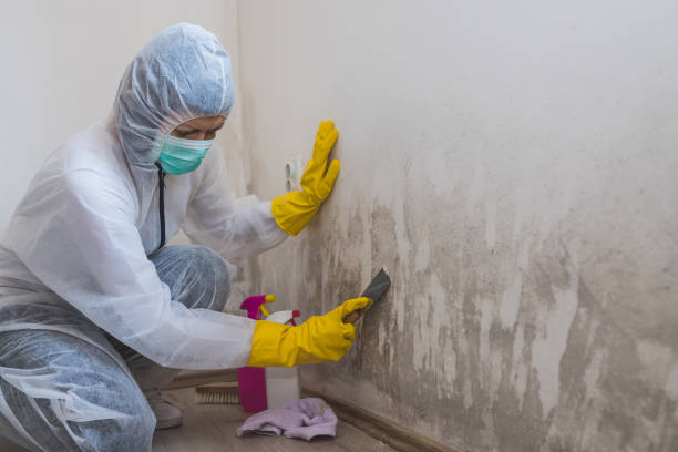 Best HVAC Mold Inspection and Cleaning  in Hamilton, AL