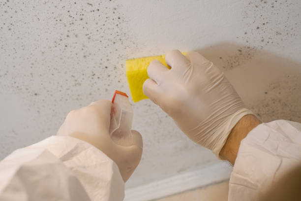 Professional Mold Removal in Hamilton, AL