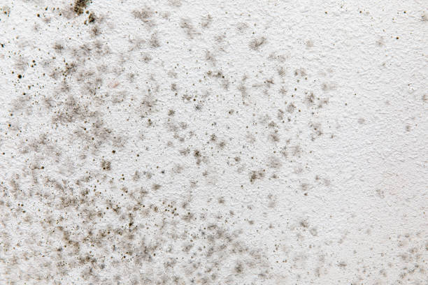 Best Mold Removal for HVAC Installations  in Hamilton, AL