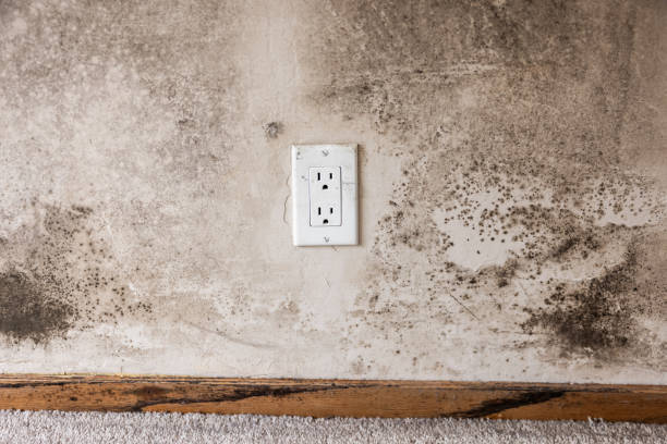 Best Emergency Mold Remediation  in Hamilton, AL