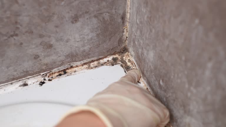 Best Commercial Mold Inspection  in Hamilton, AL